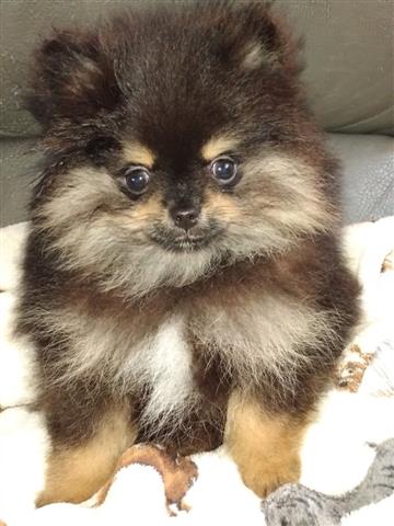 $500 : Pomeranians for Sale image 2