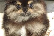 $500 : Pomeranians for Sale thumbnail