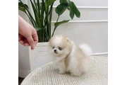 Pomeranian puppies en Los Angeles