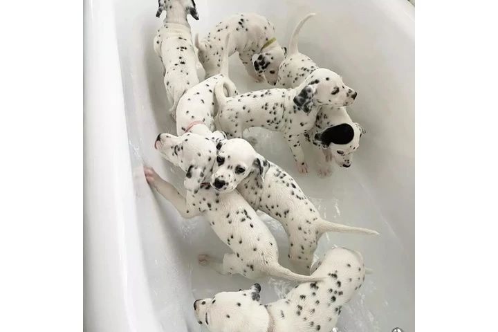 $963 : Dalmatian Puppies 8032846348 image 1