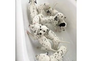 Dalmatian Puppies 8032846348 en Louisville