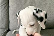 Dalmation Puppies For Sale en Newark