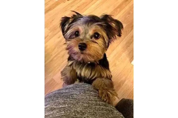 $350 : Yorkies a la venta image 1