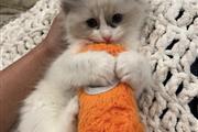 $380 : Gorgeous Ragdol kittens thumbnail