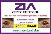 Bedbug Service | Bedbug Treatm en Tempe