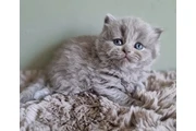 British shorthair available en Chicago
