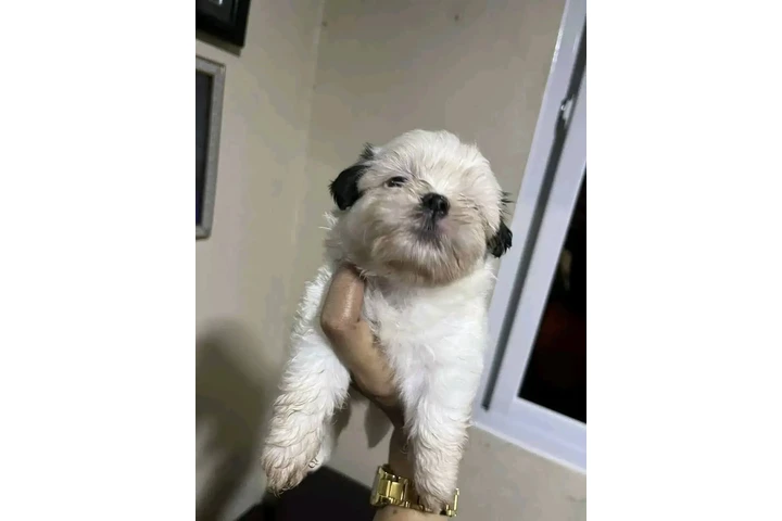 $350 : Cachorros Shihtzu en venta image 4
