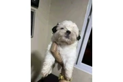 $350 : Cachorros Shihtzu en venta thumbnail