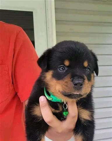 $350 : Rottweiler AKC image 1