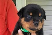 Rottweiler AKC en San Jose