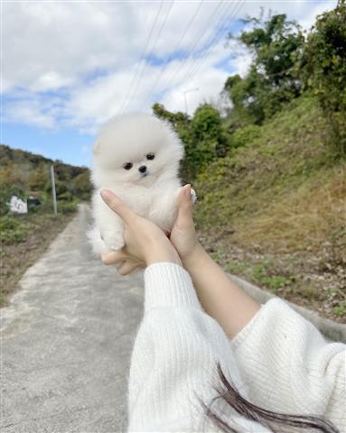 $250 : Teacup Pomeranian puppies image 5