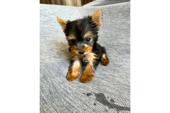 $350 : Yorkshire terrier taza de té image 2