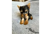 $350 : Yorkshire terrier taza de té thumbnail