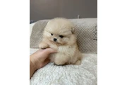 $350 : Pomerania taza de té thumbnail