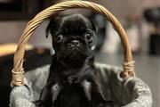 Hermosos pugs negros PEQUEÑOS en Arlington TX