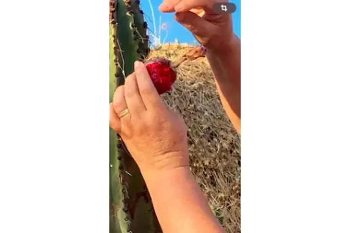 PITAYOS D JALISCO TERE GALVAN image 4