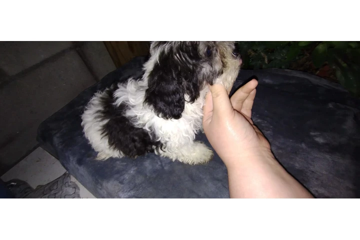 $120 : MINI POODLE MIXTO CON TERRIER image 2