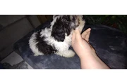 $120 : MINI POODLE MIXTO CON TERRIER thumbnail