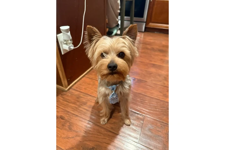 Busco perrita jorkie image 1