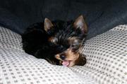 Yorkie's avail (224) 252-4581 en Madison