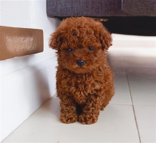 $300 : Poodle girl puppies for sale image 2