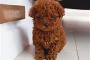 $300 : Poodle girl puppies for sale thumbnail