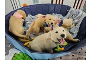 Cachorros Golden Retriever en Bronx