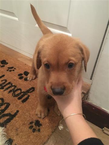 $450 : friendly Labrador Puppies image 1