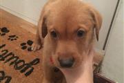 $450 : friendly Labrador Puppies thumbnail