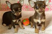 $250 : Chihuahua puppies for sale thumbnail