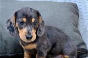 $600 : Adorables cachorros Dachshund thumbnail