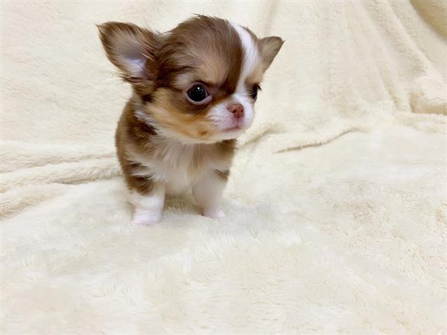 $412 : Gorgeous chihuahua Pops ready image 2