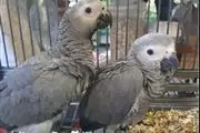 loros grises africanos bebés en Los Angeles