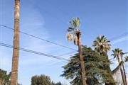 Ed's Tree Service en San Bernardino