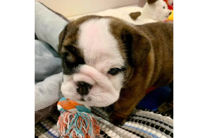 $350 : Bulldog inglés image 6