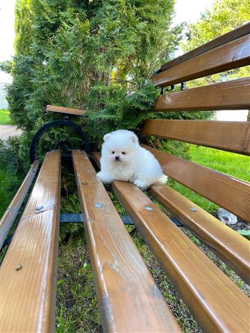 $350 : POMERANIAN PUPPY'S FOR SALE image 3
