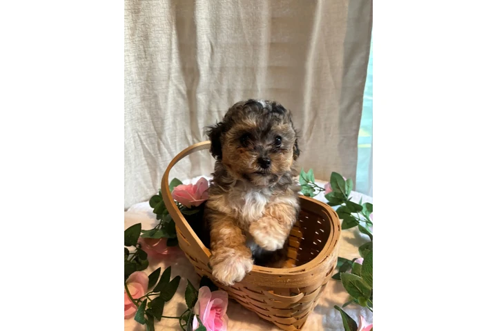 $250 : Perritos bonitos image 6