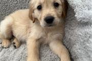 $450 : Golden Retriever puppies thumbnail