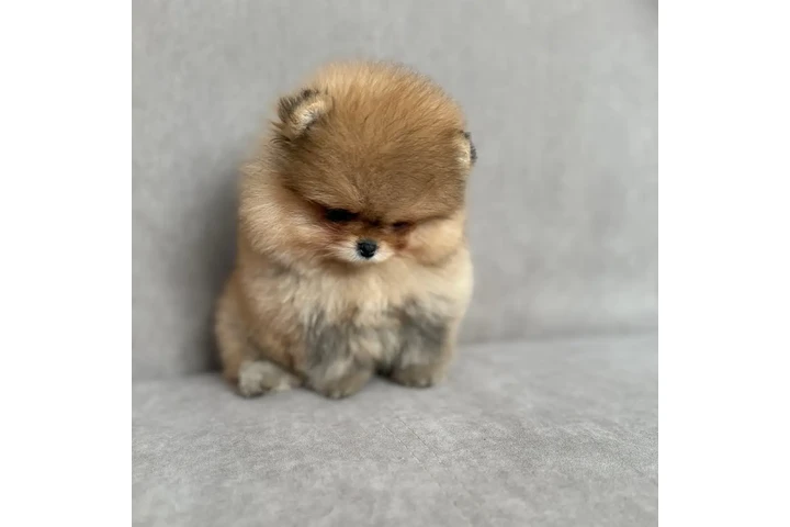 $350 : Pomerania taza de té image 3
