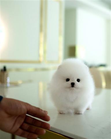 $350 : Cachorros Pomerania en venta image 1