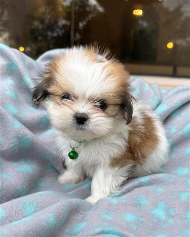 $350 : Shihtzu image 2