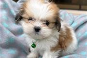 $350 : Shihtzu thumbnail