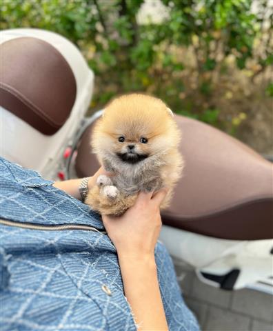 $350 : taza de té pomerania image 5