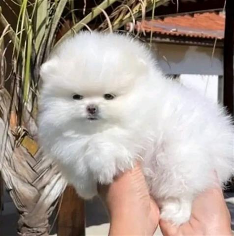 $400 : Pomeranian puppies Maltese image 2