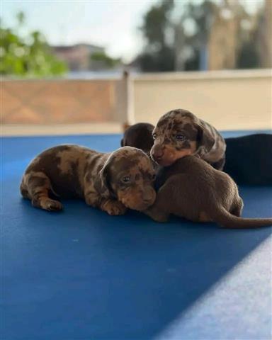 $400 : Vaccinated dachshund puppies image 5