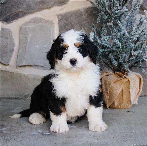 $240 : Bernese Mountain Dog Puppies image 4