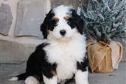 $240 : Bernese Mountain Dog Puppies thumbnail