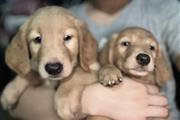 Golden retriever en Los Angeles