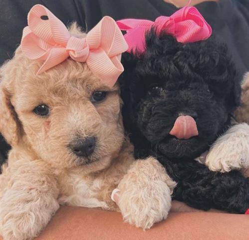 $350 : cachorros Maltipoo image 1