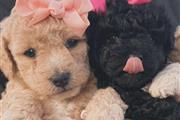 $350 : cachorros Maltipoo thumbnail